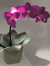 Декоративна лампа Орхідея в кольорі фуксія